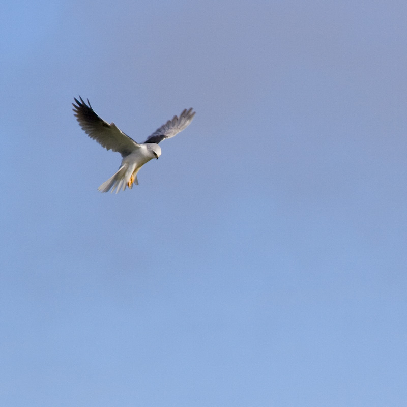 Hovering White-Tailed Kite